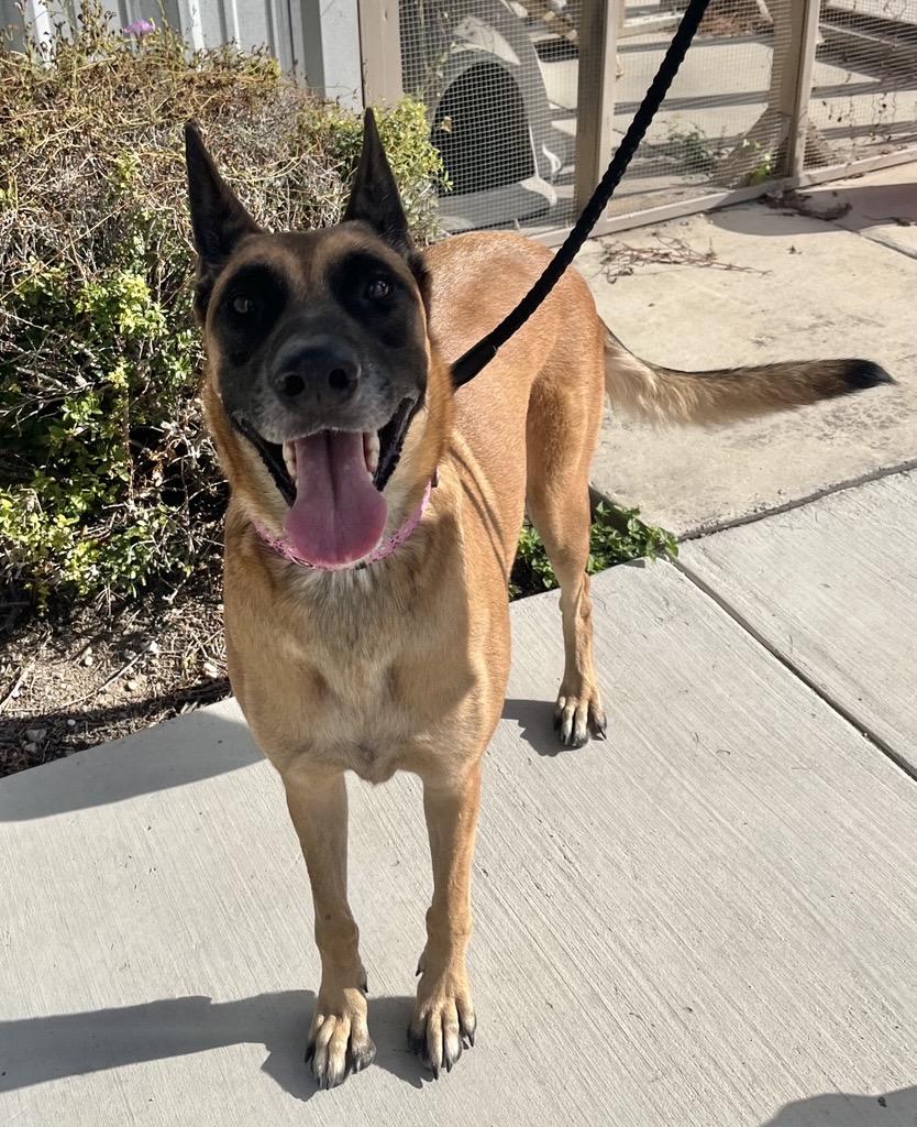 Enlarge Stella, a Adopted Belgian Shepherd / Malinois in Cibolo, TX image 3/3