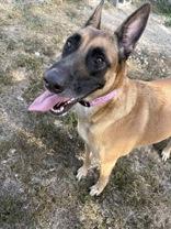 Enlarge Stella, a Adopted Belgian Shepherd / Malinois in Cibolo, TX image 2/3