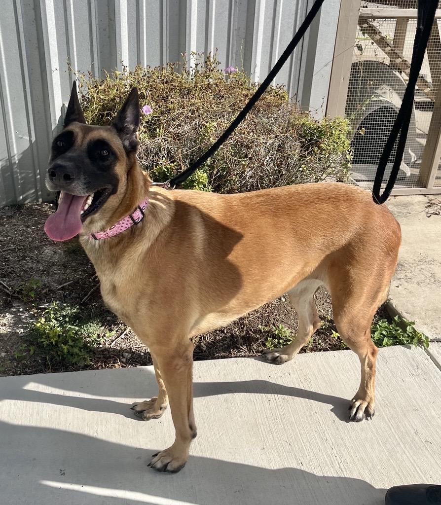 Enlarge Stella, a Adopted Belgian Shepherd / Malinois in Cibolo, TX image 1/3