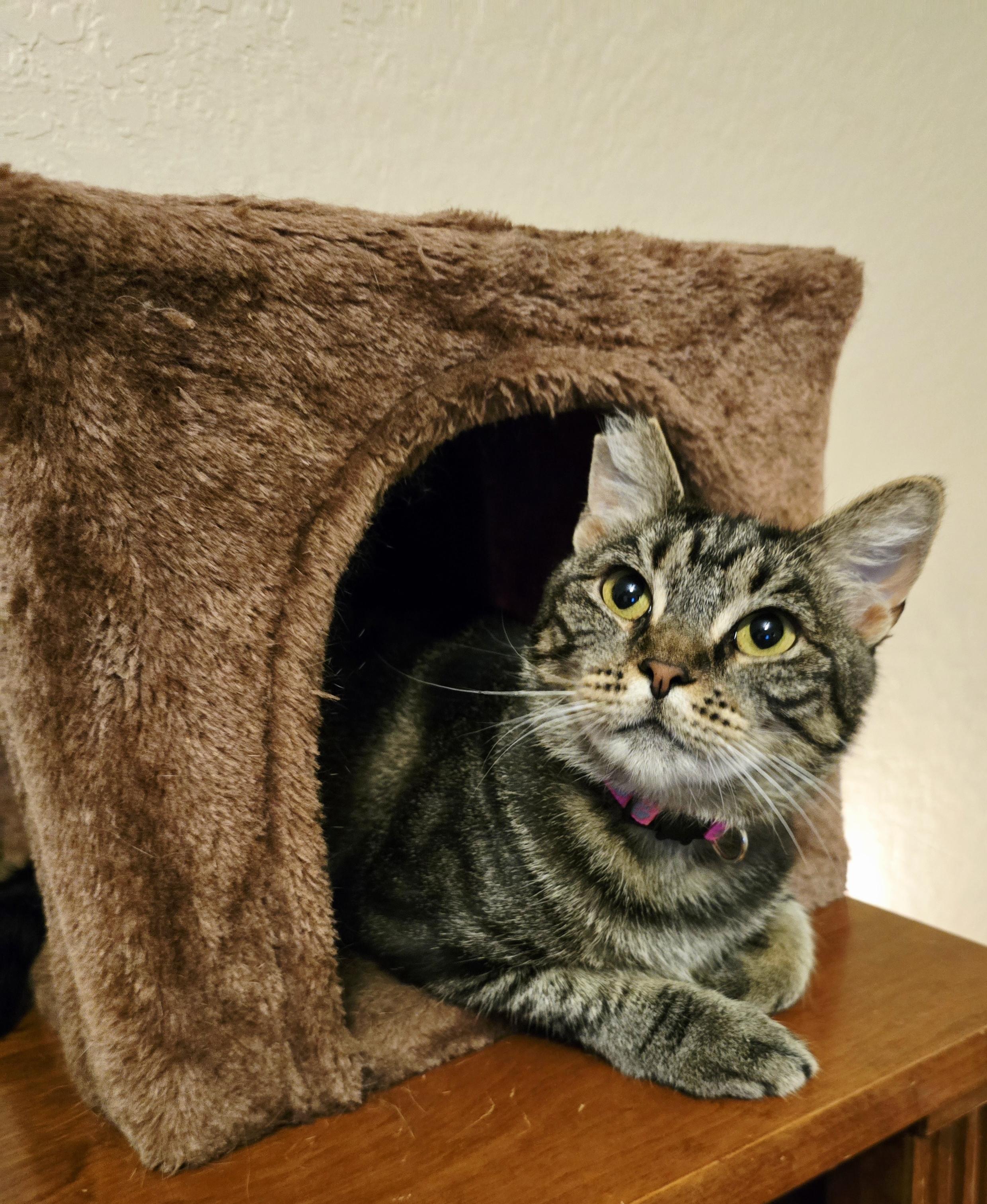 Mon Mothma, a Adoptable Domestic Short Hair in Hollister, CA image 5/6