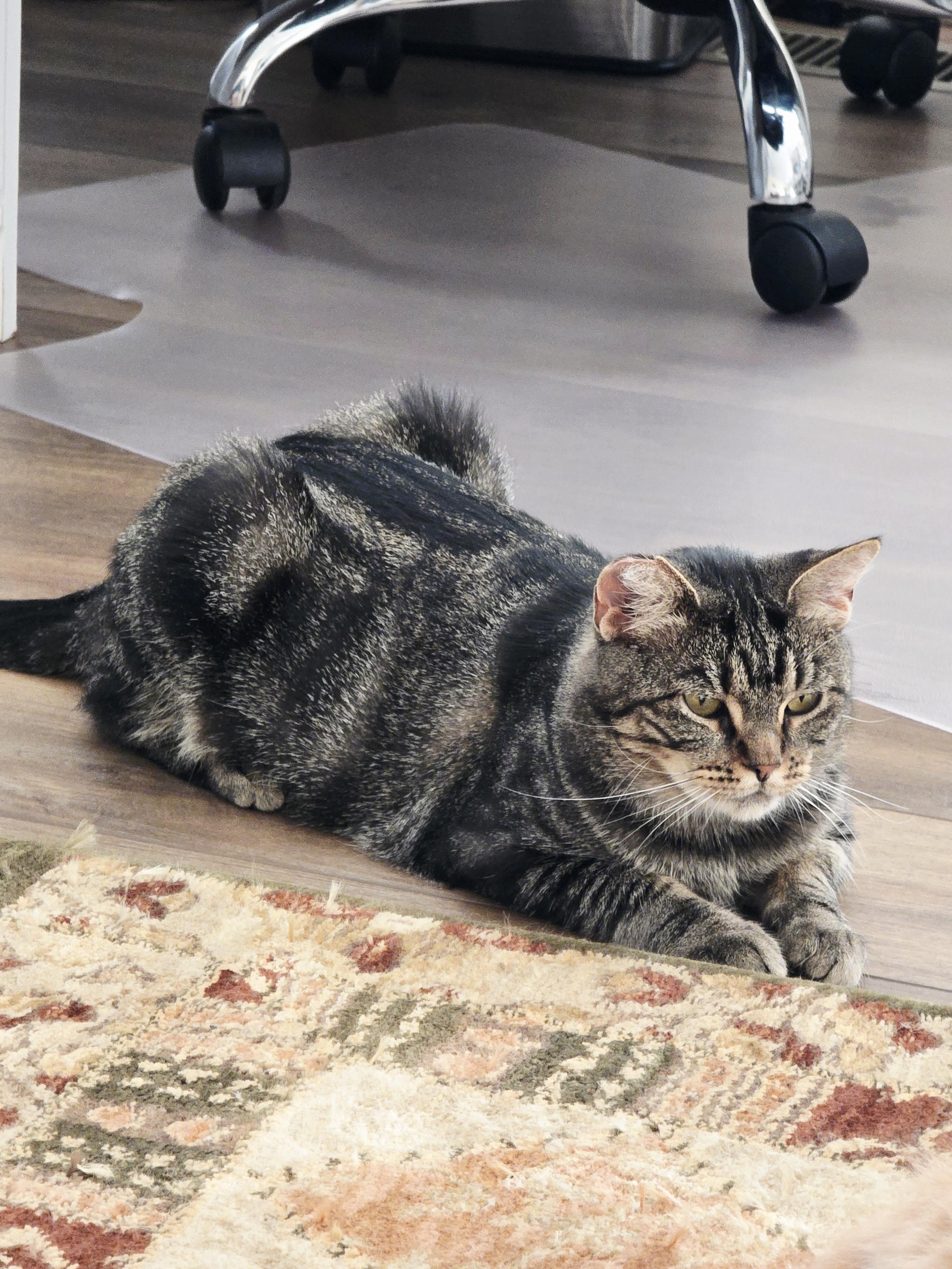 Mon Mothma, a Adoptable Domestic Short Hair in Hollister, CA image 3/6