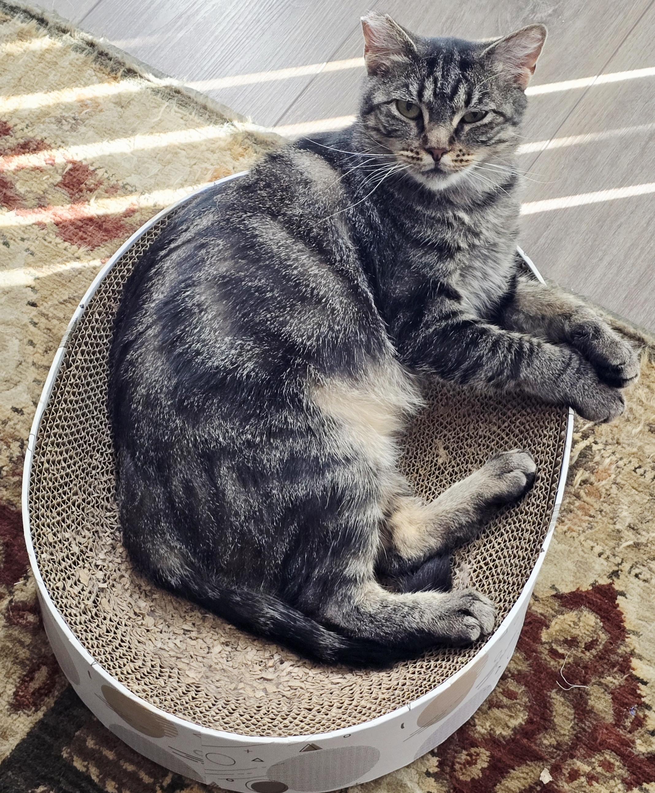 Mon Mothma, a Adoptable Domestic Short Hair in Hollister, CA image 4/6