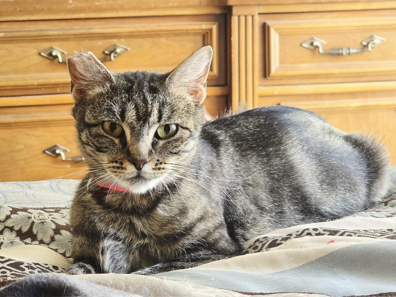 Mon Mothma, a Adoptable Domestic Short Hair in Hollister, CA image 2/6