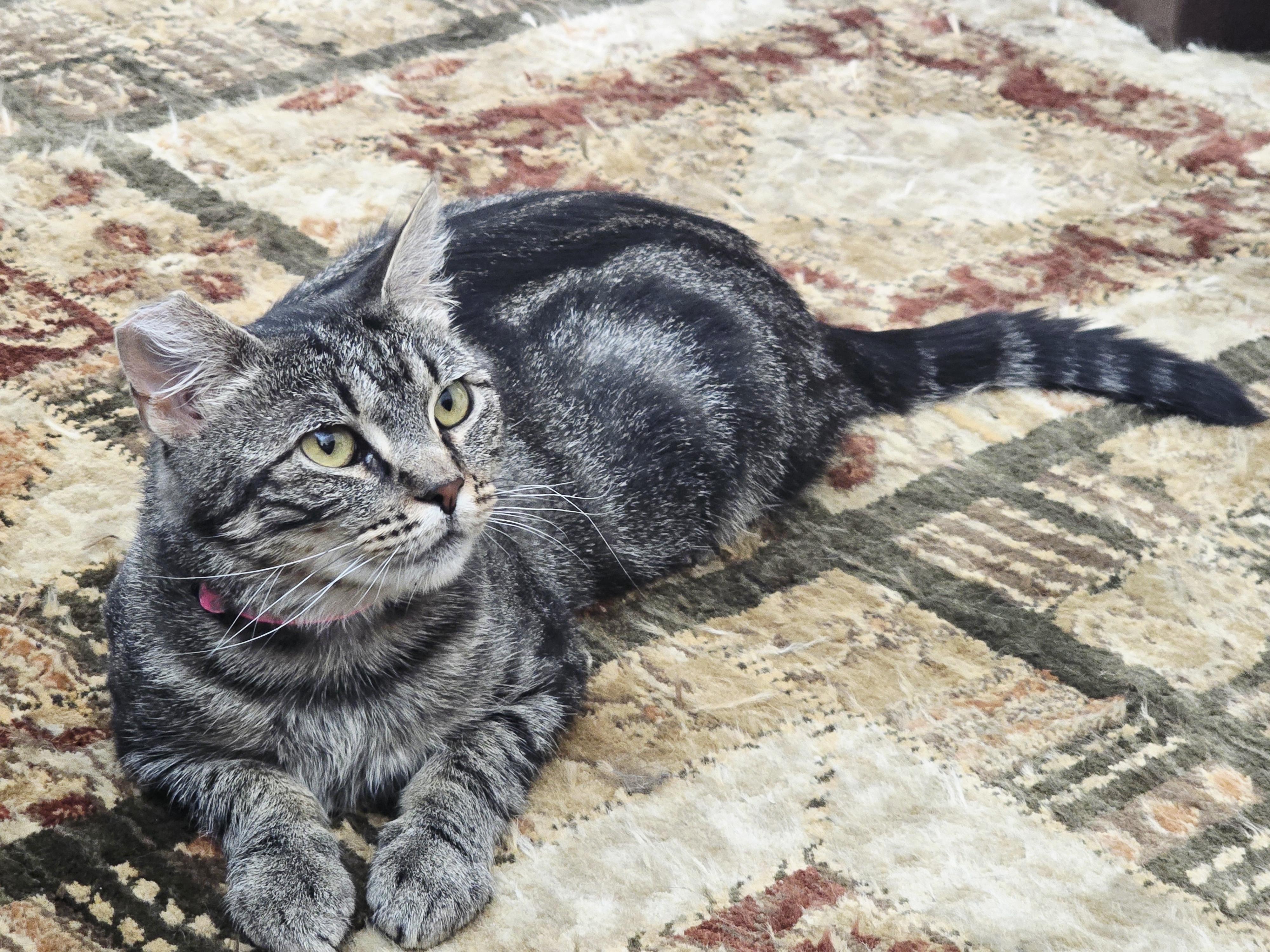 Mon Mothma, a Adoptable Domestic Short Hair in Hollister, CA image 6/6