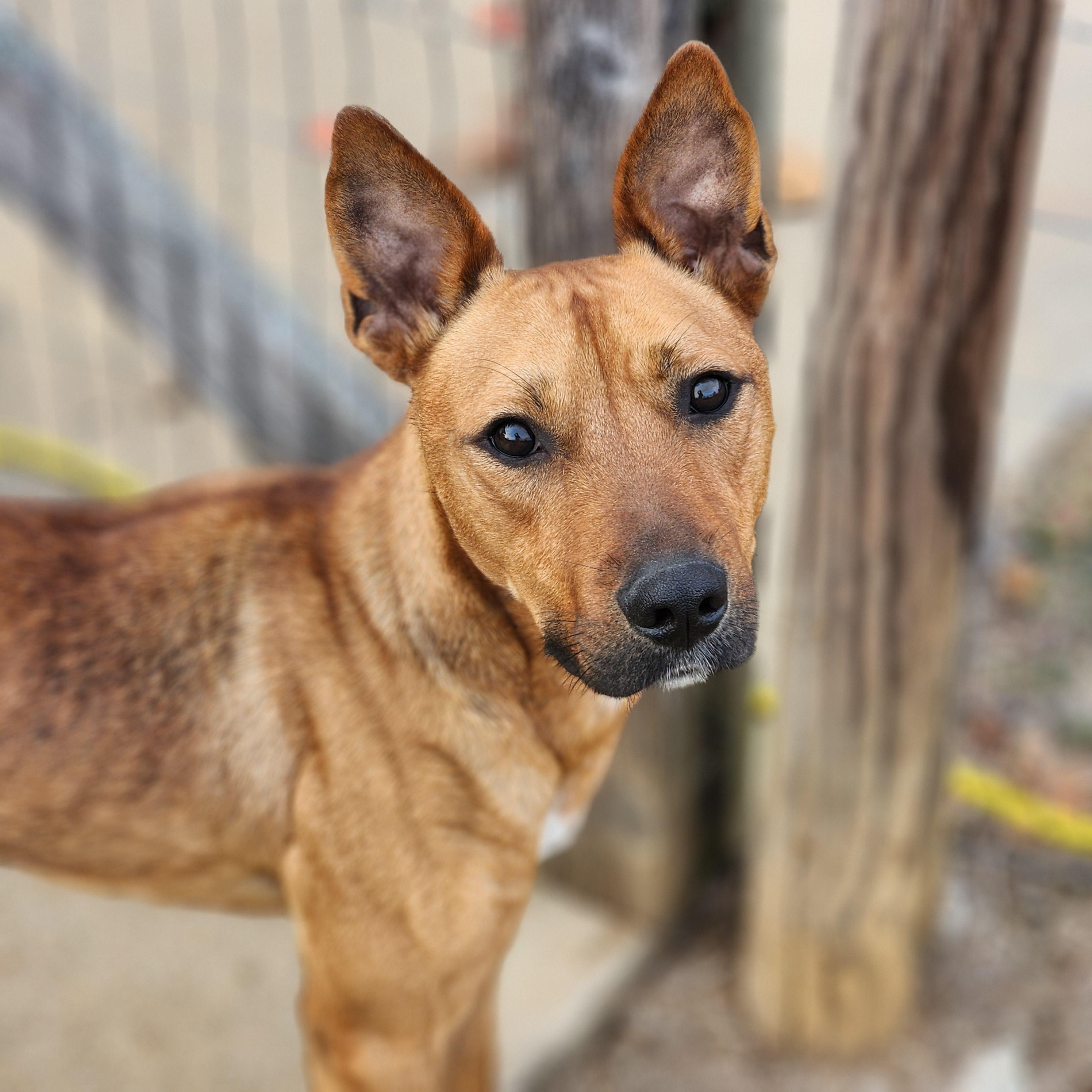 Enlarge Kane, a Adoptable mixed breed in Chuckey, TN image 1/4