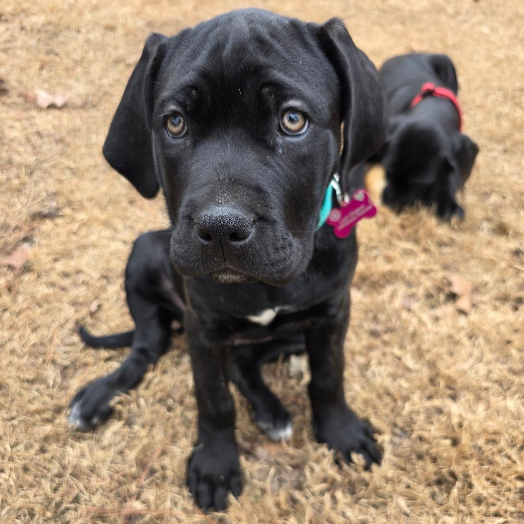 Rhea, Adoptable, Puppy Female Cane Corso & Mixed Breed.
