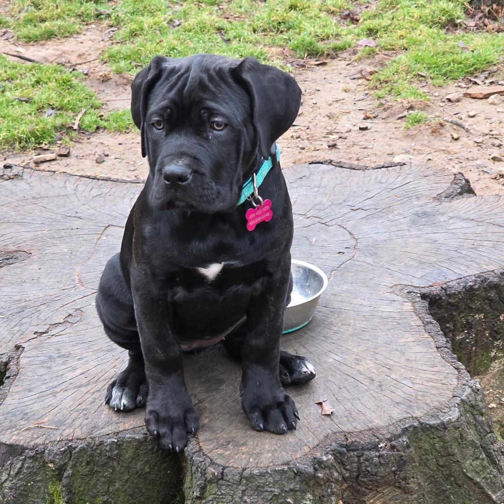 Enlarge Rhea, a Adoptable mixed breed in Little Rock, AR image 2/6