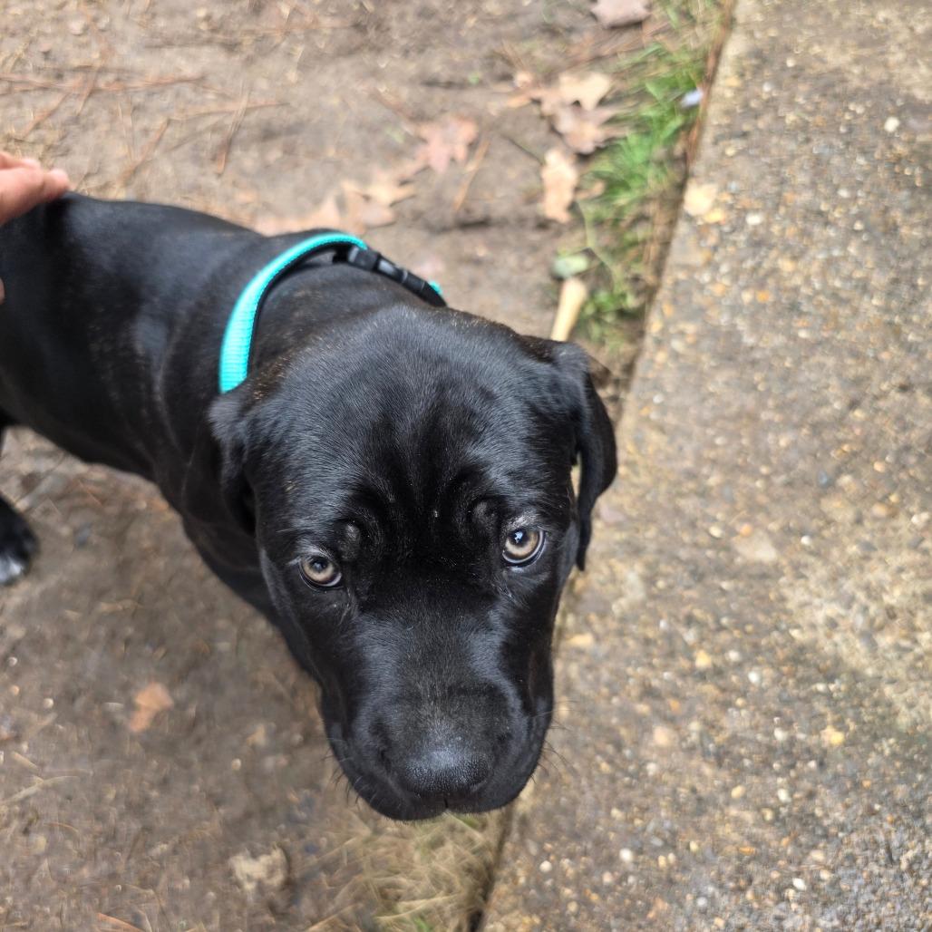 Enlarge Rhea, a Adoptable mixed breed in Little Rock, AR image 3/6