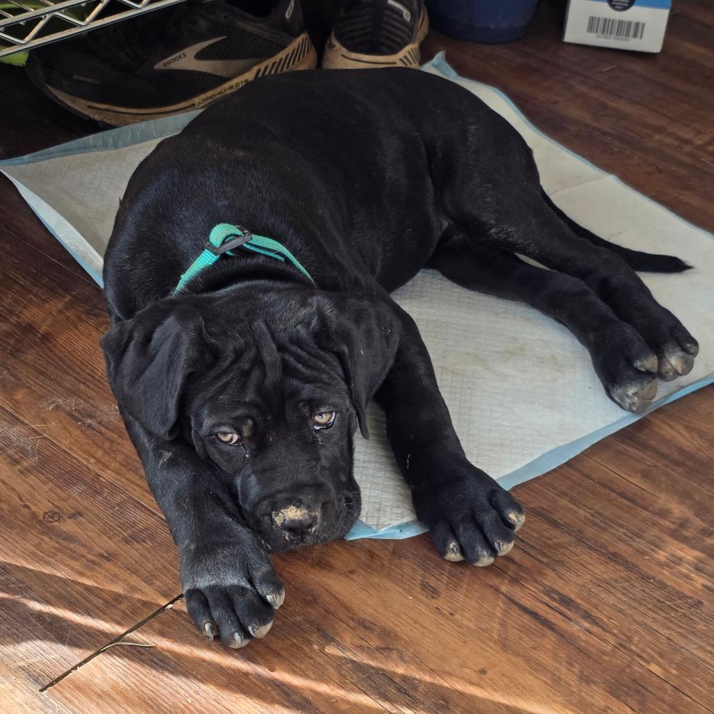 Enlarge Rhea, a Adoptable mixed breed in Little Rock, AR image 4/6