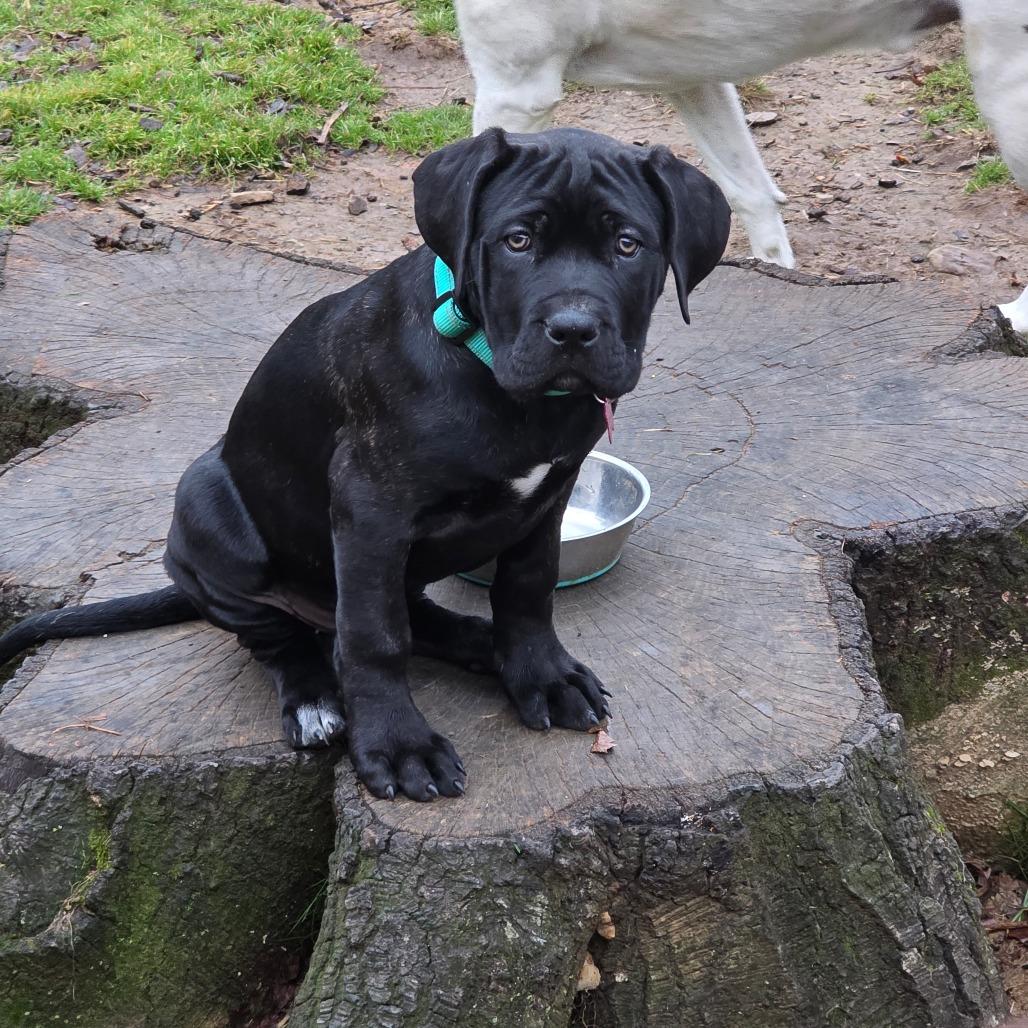 Enlarge Rhea, a Adoptable mixed breed in Little Rock, AR image 5/6