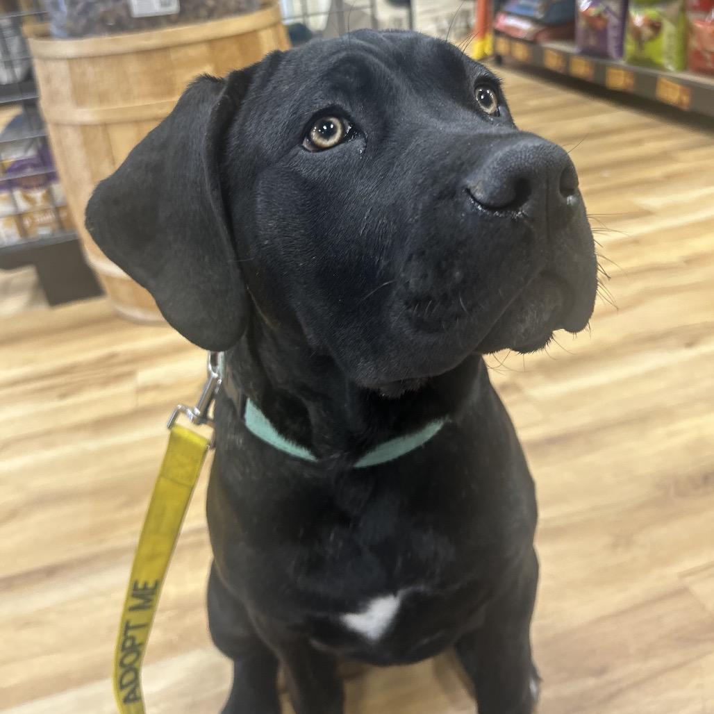 Enlarge Rhea, a Adoptable mixed breed in Little Rock, AR image 6/6