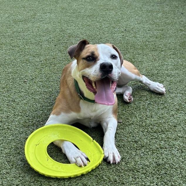 Enthusiasm, Adoptable, Adult Female Pit Bull Terrier.