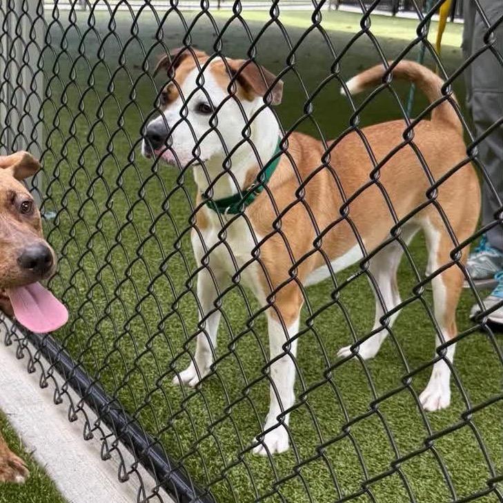 Enlarge Enthusiasm, a Adoptable Pit Bull Terrier in Greensboro, NC image 2/6