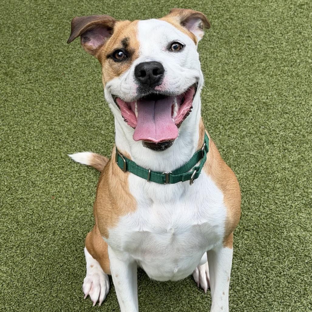 Enlarge Enthusiasm, a Adoptable Pit Bull Terrier in Greensboro, NC image 3/6