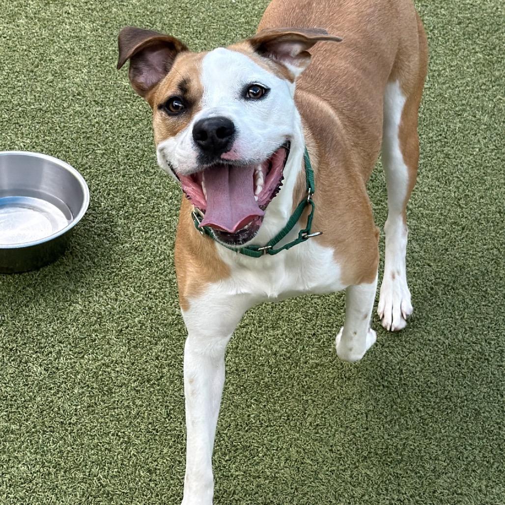 Enlarge Enthusiasm, a Adoptable Pit Bull Terrier in Greensboro, NC image 4/6
