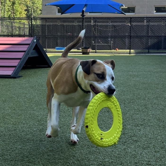 Enlarge Enthusiasm, a Adoptable Pit Bull Terrier in Greensboro, NC image 5/6