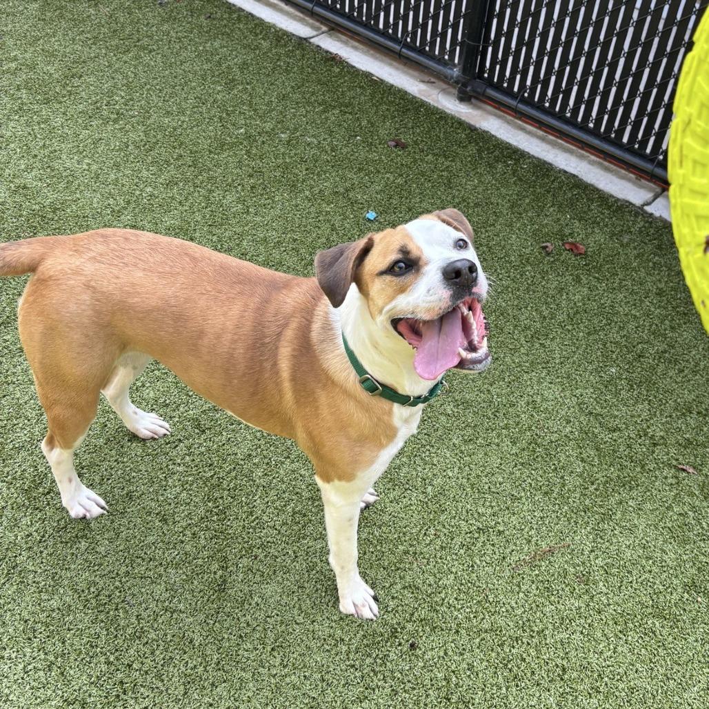 Enlarge Enthusiasm, a Adoptable Pit Bull Terrier in Greensboro, NC image 6/6
