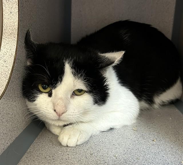 Enlarge PARIS, a Adoptable Domestic Short Hair in Aliquippa, PA image 1/1