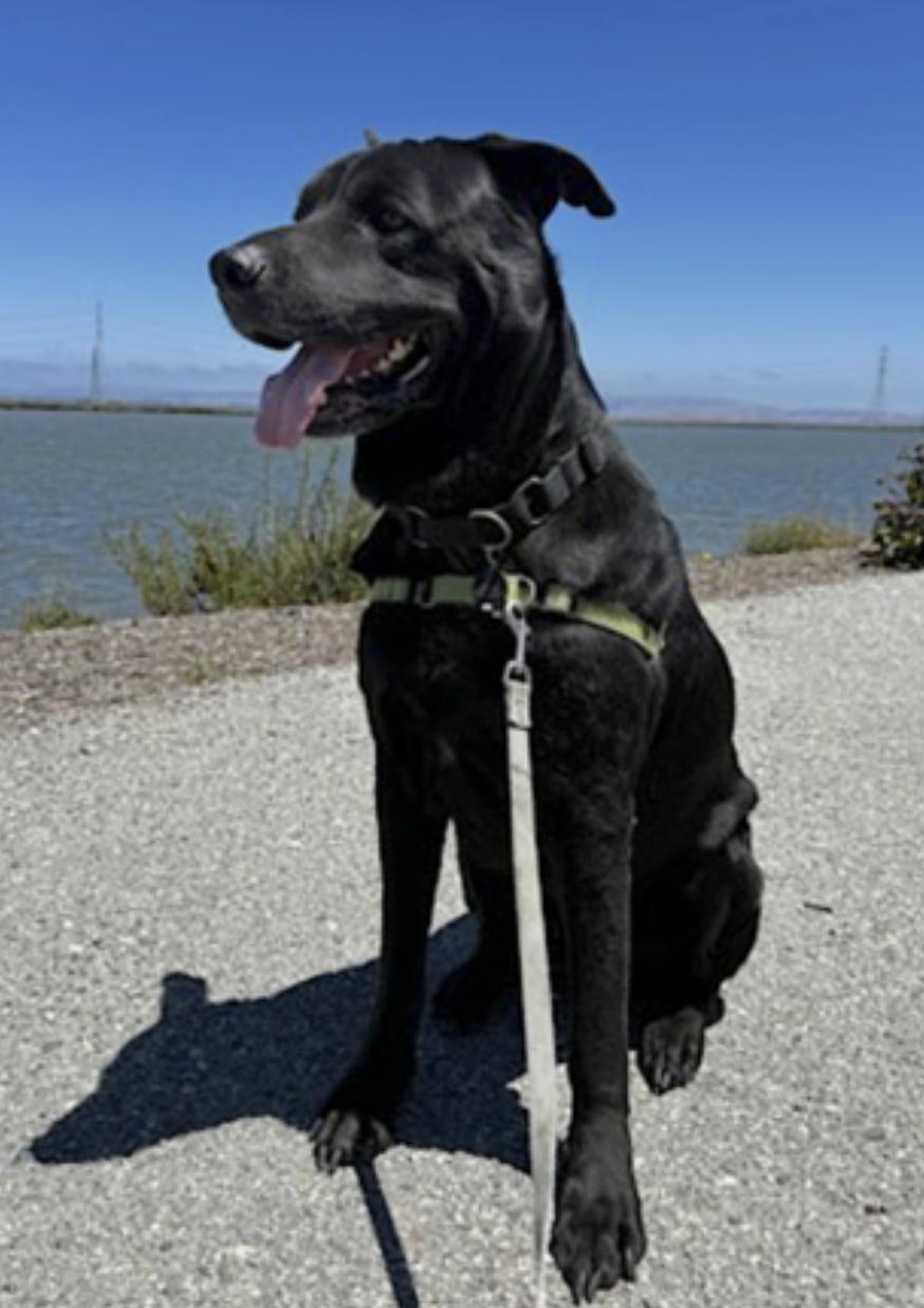 Enlarge Boogie, a Adoptable mixed breed in San Diego, CA image 3/6