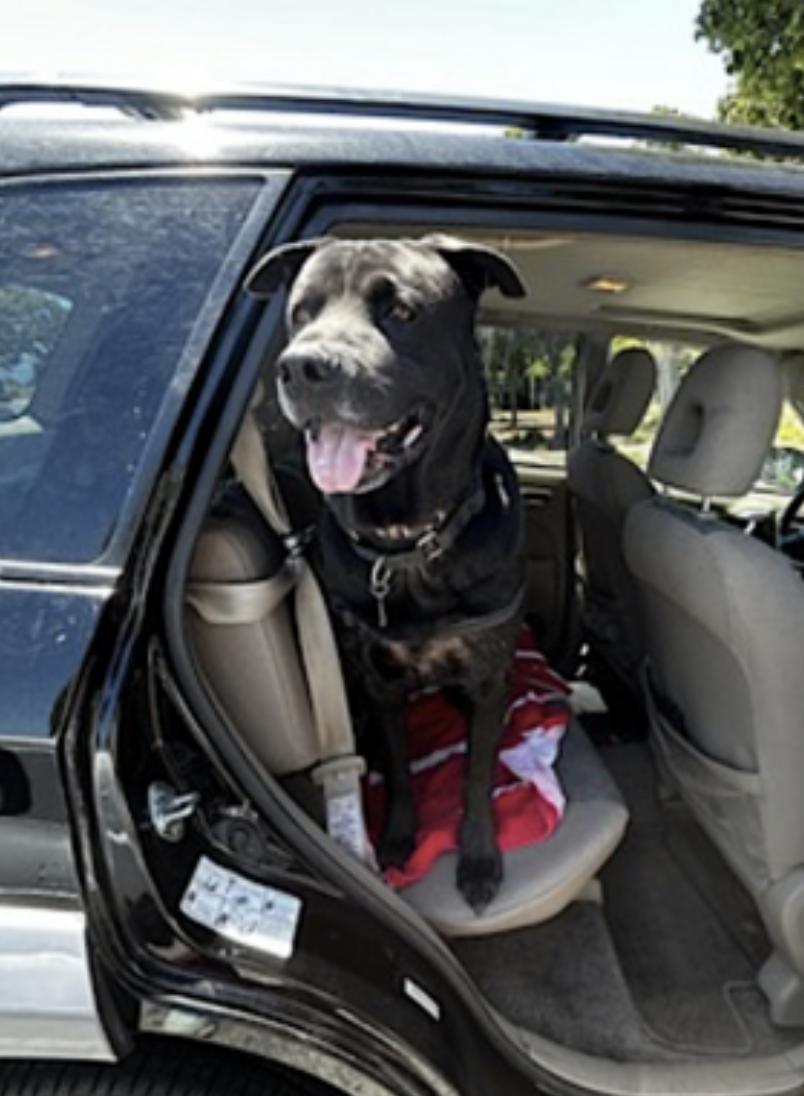 Enlarge Boogie, a Adoptable mixed breed in San Diego, CA image 4/6