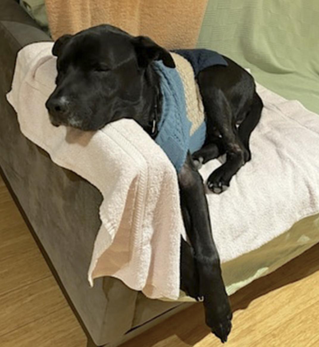 Enlarge Boogie, a Adoptable mixed breed in San Diego, CA image 5/6