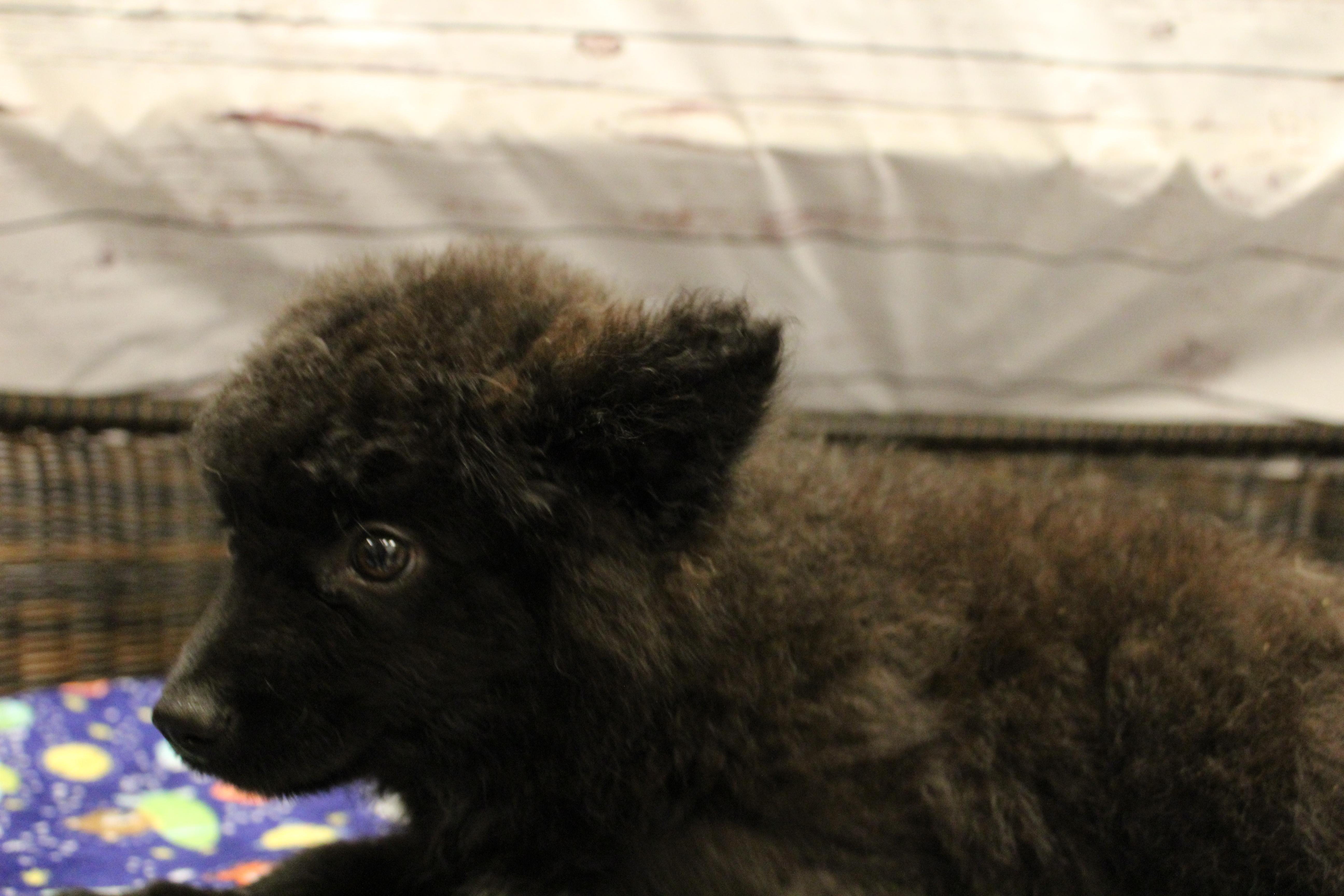 Farquaad, a Adoptable mixed breed in Neillsville, WI image 3/4