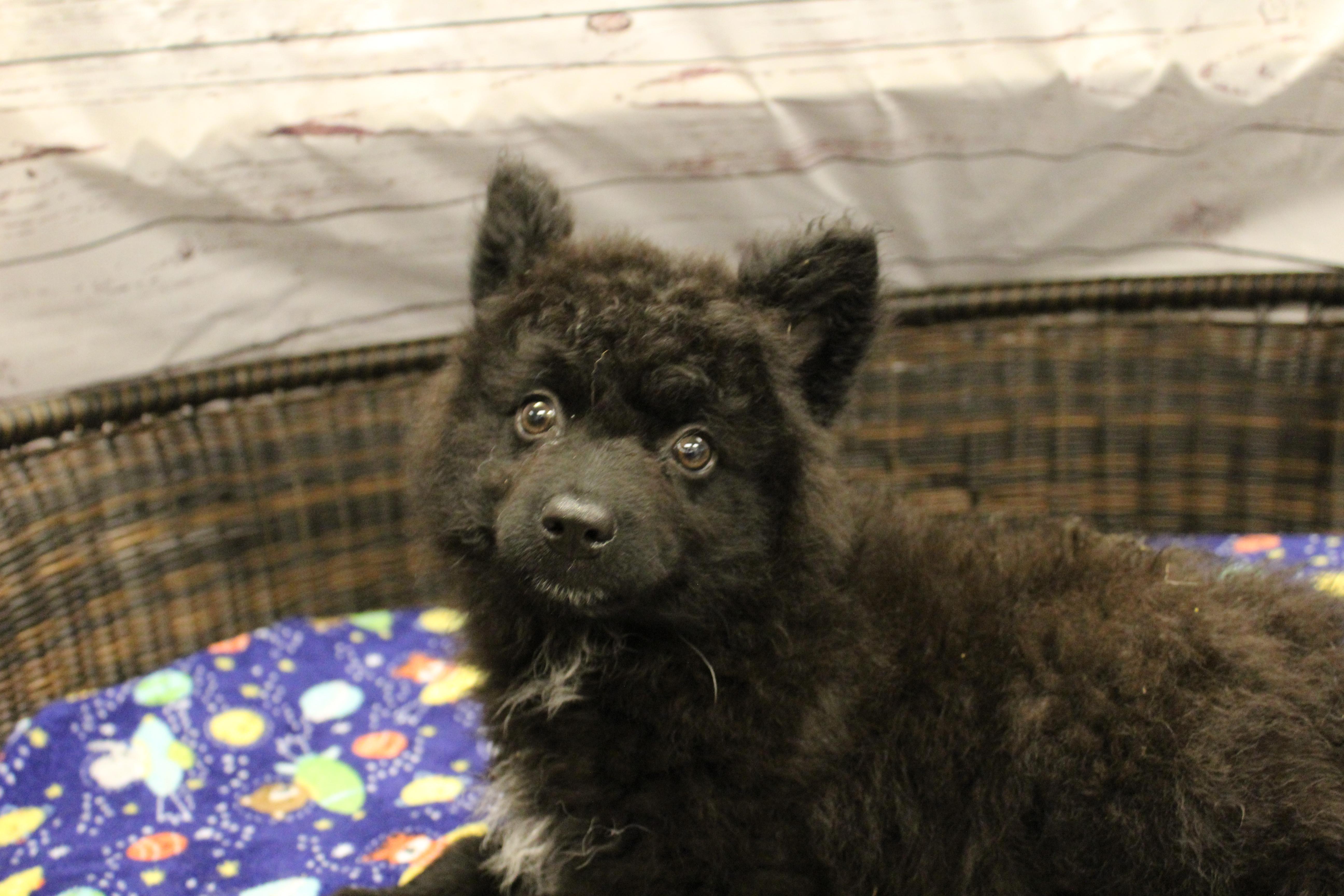 Farquaad, Adoptable, Puppy Male Cattle Dog & Pomeranian.