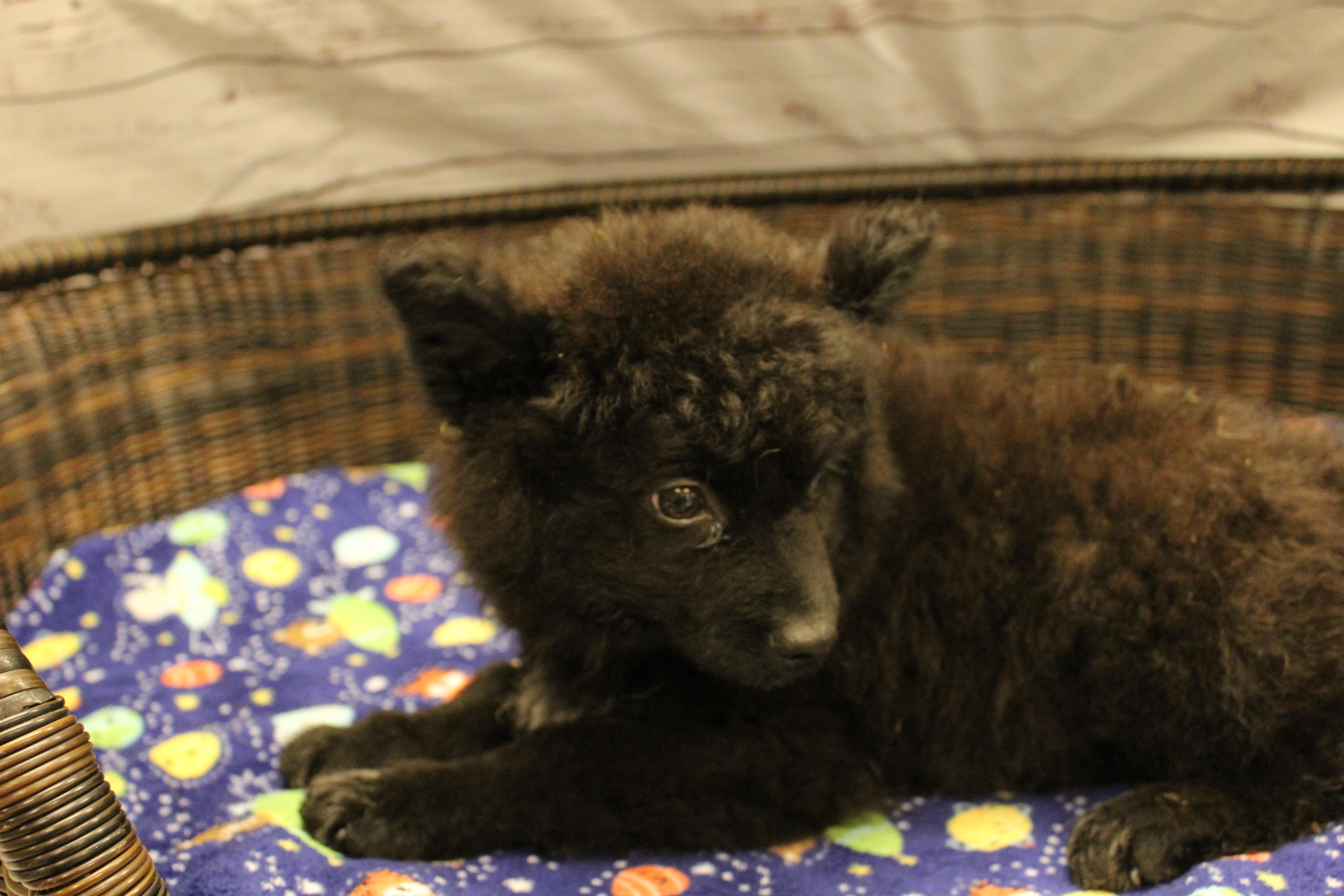 Farquaad, a Adoptable mixed breed in Neillsville, WI image 4/4