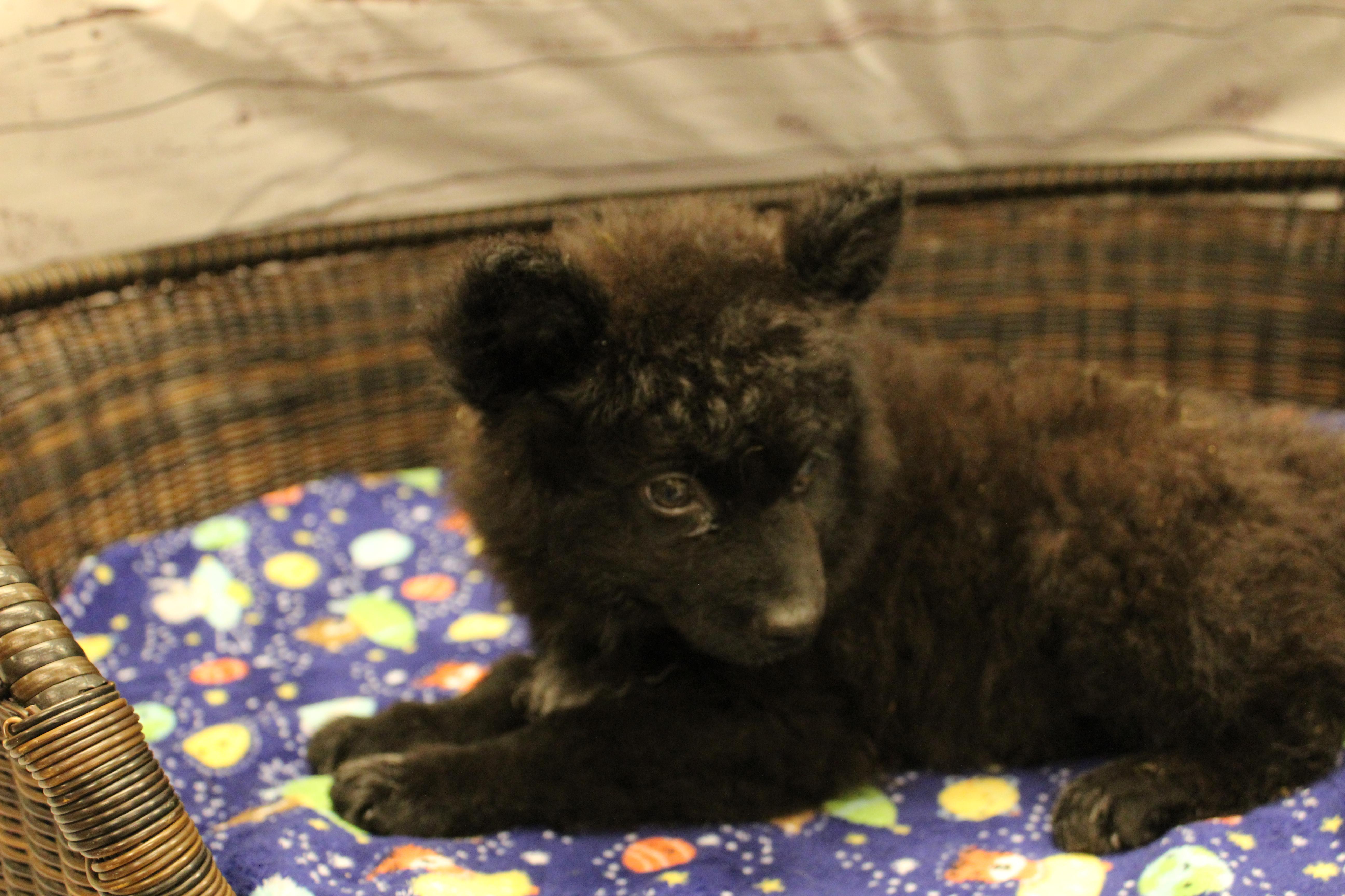 Farquaad, a Adoptable mixed breed in Neillsville, WI image 2/4