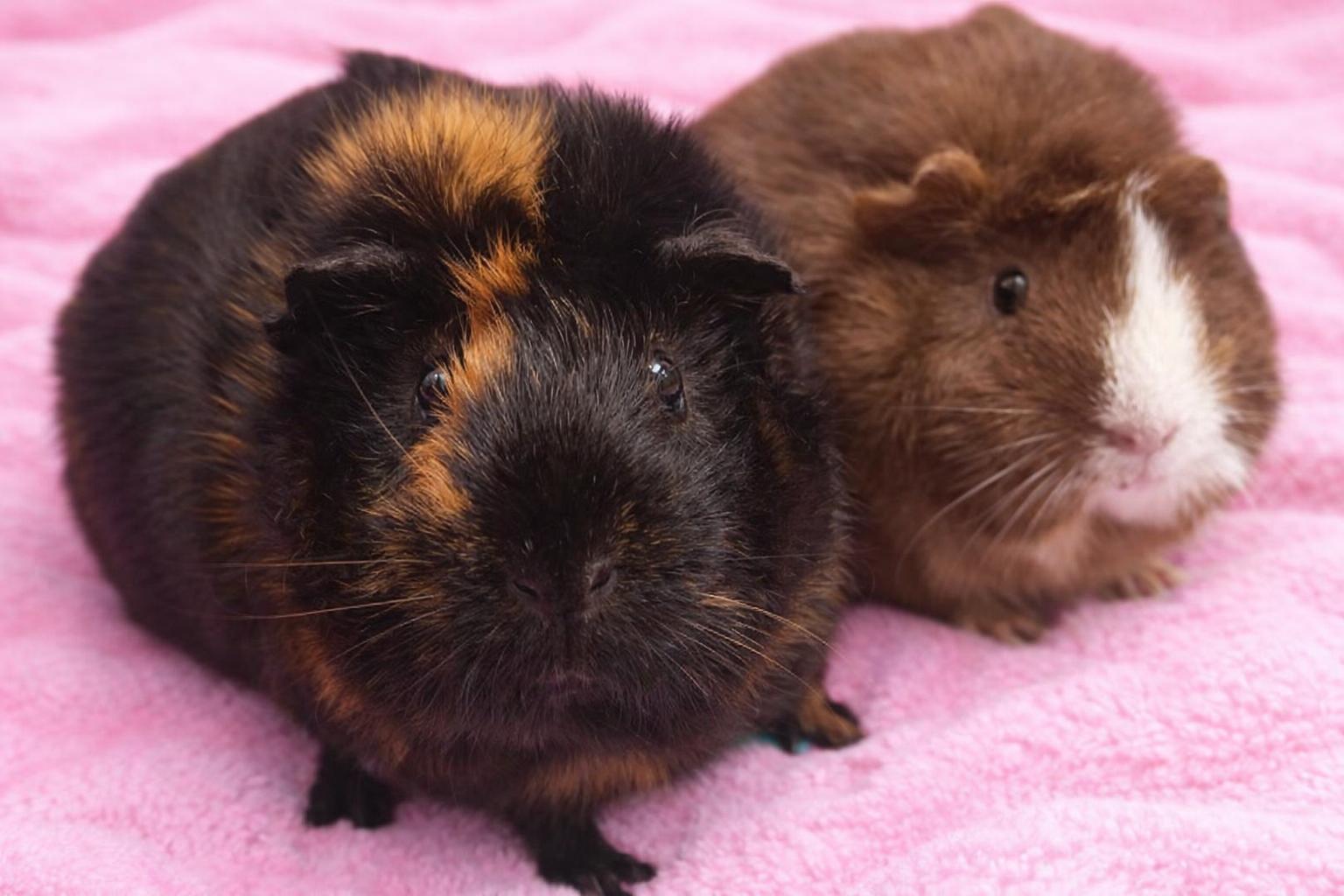 Enlarge Sandy & Rizzo, a ADOPTABLE Abyssinian in Andover, CT image 3/6