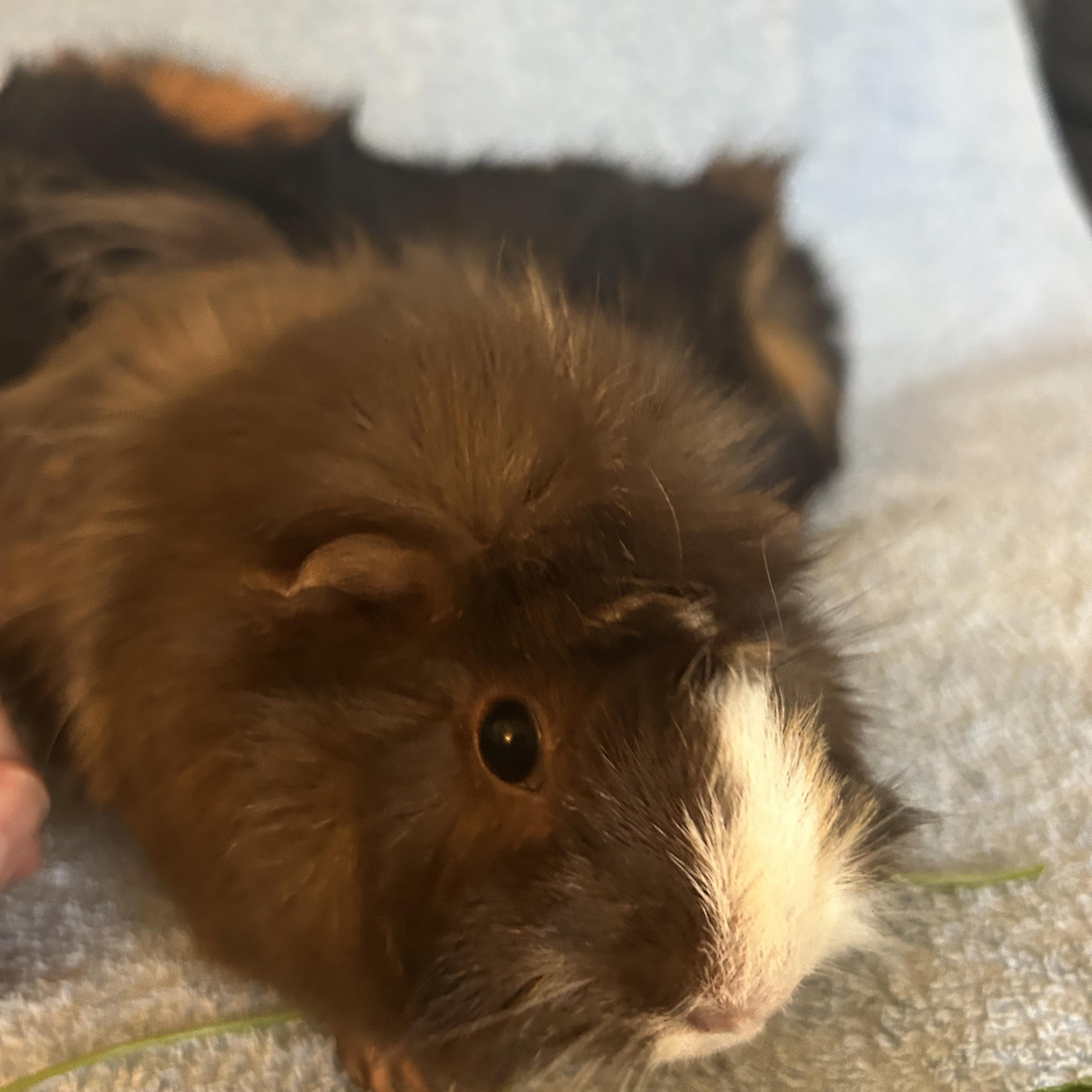 Enlarge Sandy & Rizzo, a ADOPTABLE Abyssinian in Andover, CT image 5/6