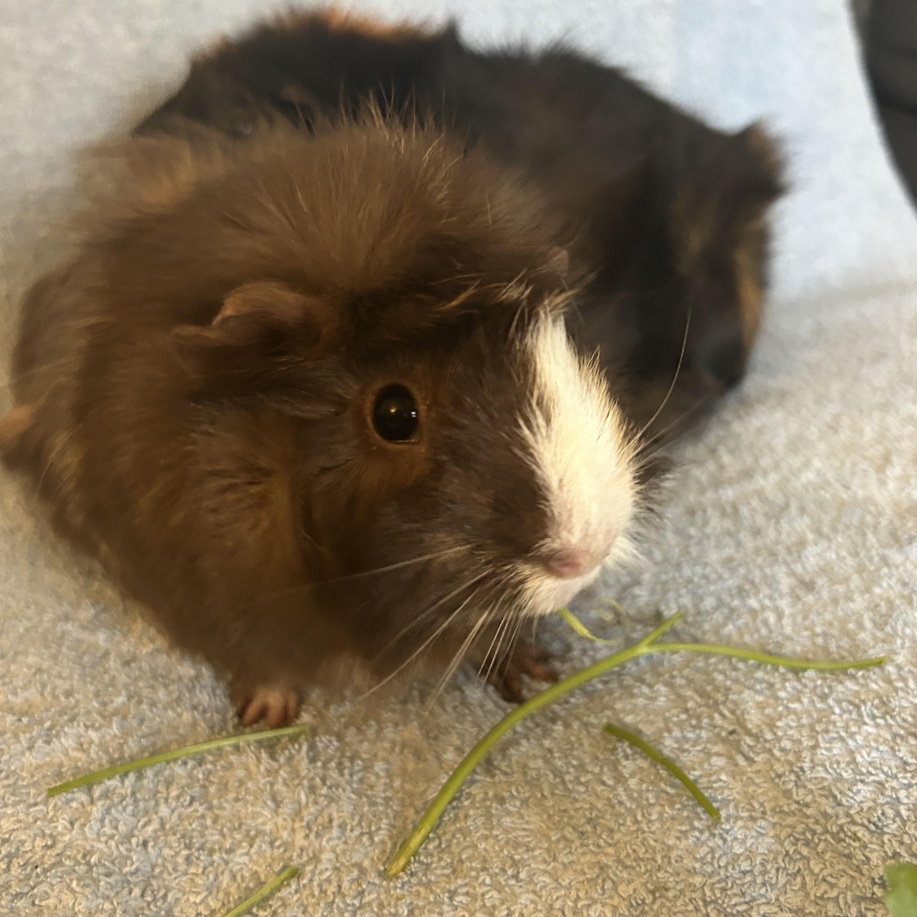 Enlarge Sandy & Rizzo, a ADOPTABLE Abyssinian in Andover, CT image 6/6