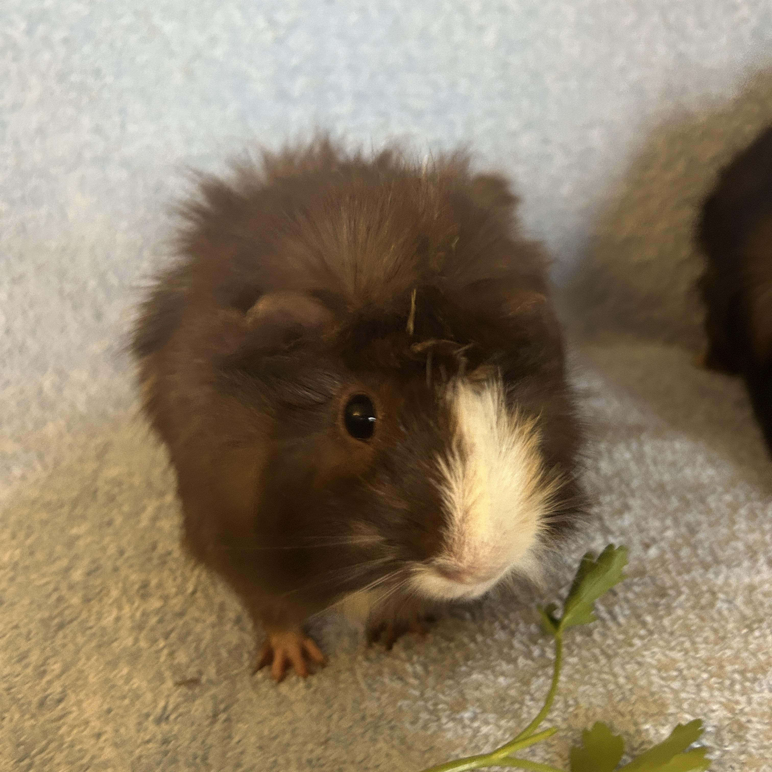 Sandy & Rizzo, ADOPTABLE, Adult Female Abyssinian.