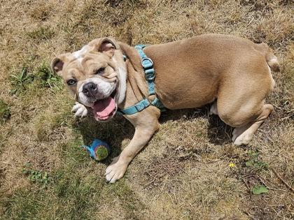 Enlarge BUFORD BEAUREGARD - pending, a ADOPTABLE English Bulldog in Bonney Lake, WA image 3/3
