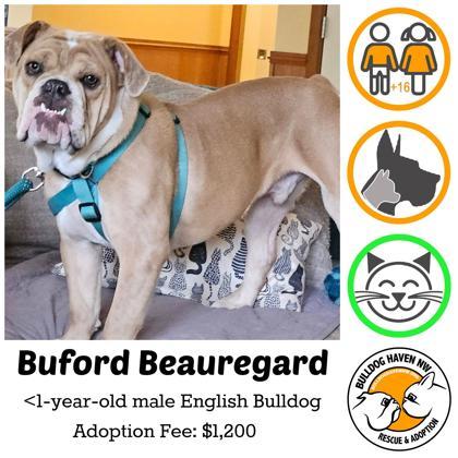 BUFORD BEAUREGARD - pending, ADOPTABLE, Young Male English Bulldog.