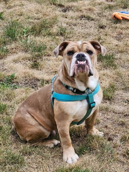 Enlarge BUFORD BEAUREGARD - pending, a ADOPTABLE English Bulldog in Bonney Lake, WA image 2/3