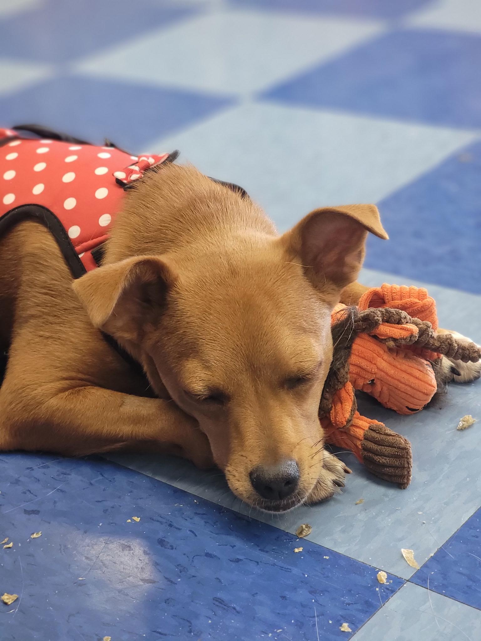 Noomi, a ADOPTABLE mixed breed in Washoe Valley, NV image 2/5