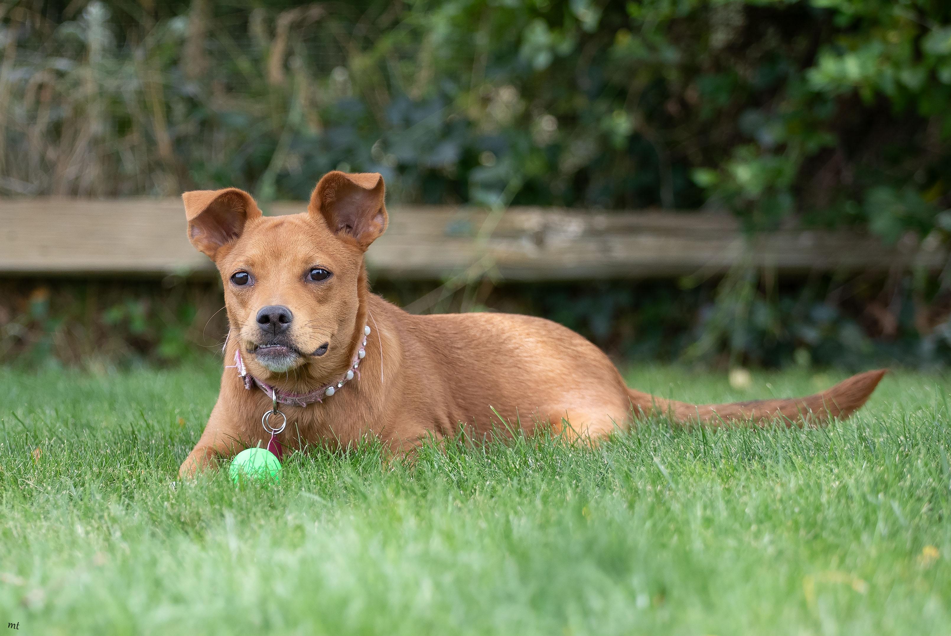 Noomi, a ADOPTABLE mixed breed in Washoe Valley, NV image 3/5