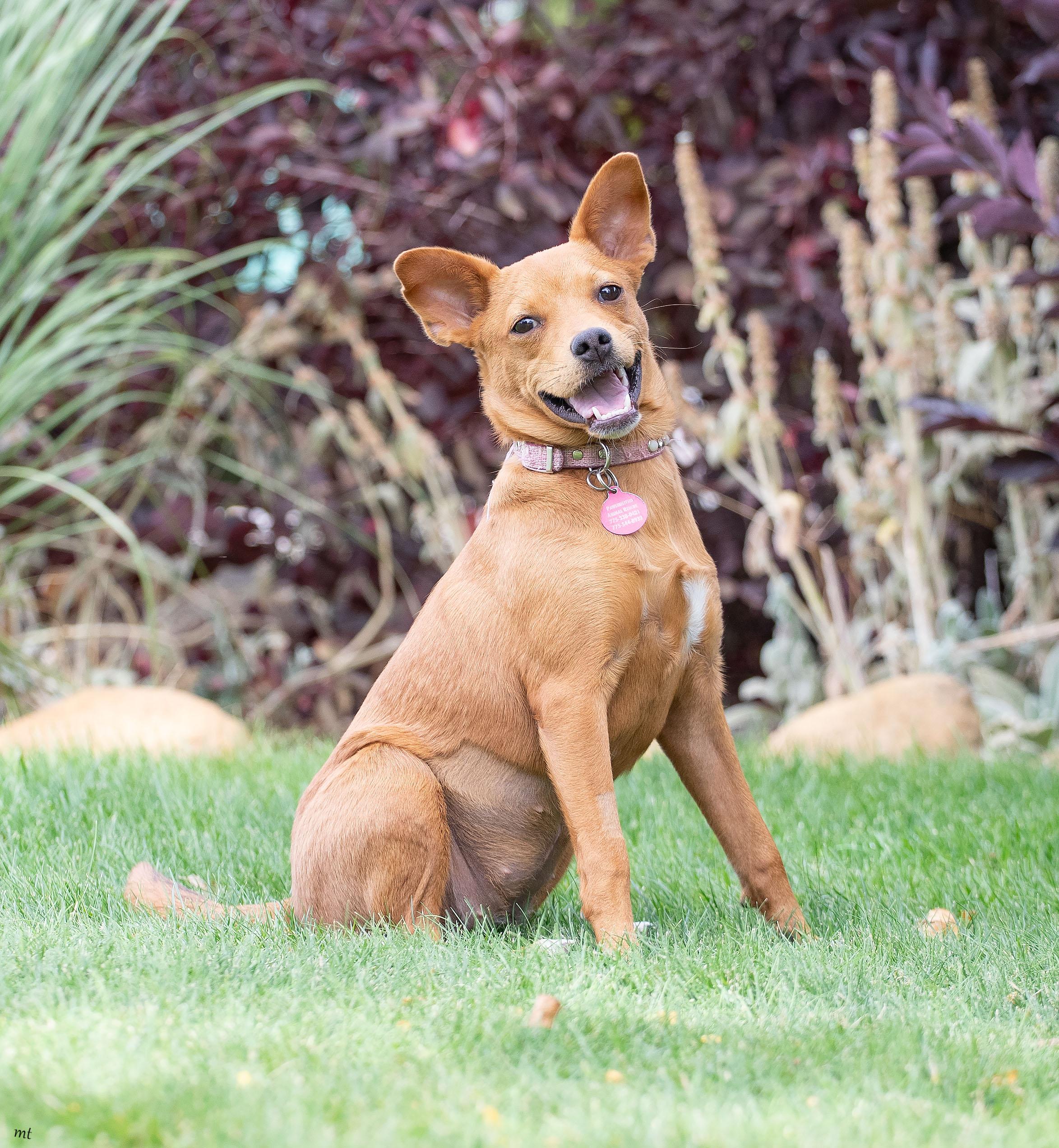 Noomi, ADOPTABLE, Young Female Chihuahua & Boxer.