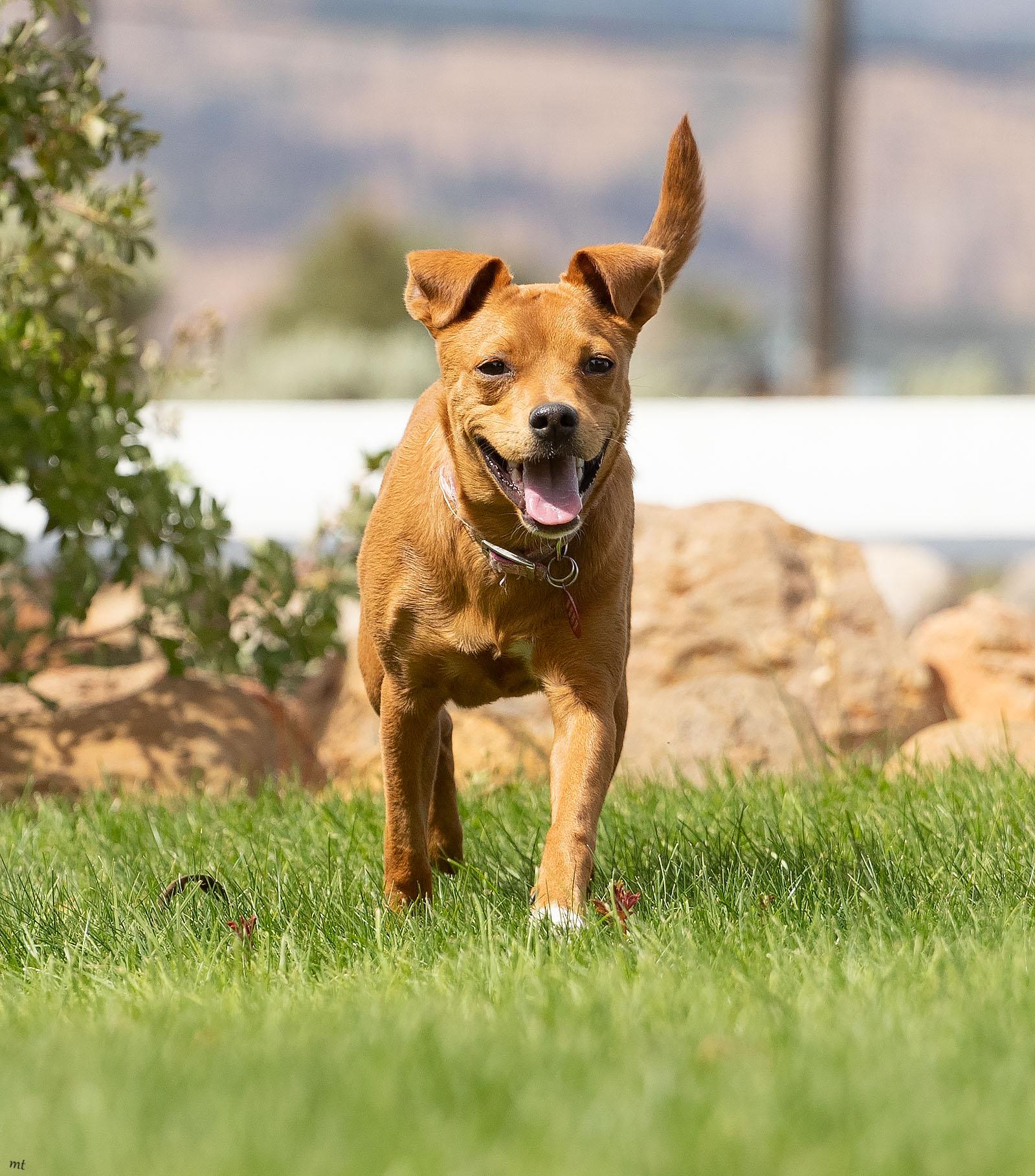 Noomi, a ADOPTABLE mixed breed in Washoe Valley, NV image 5/5