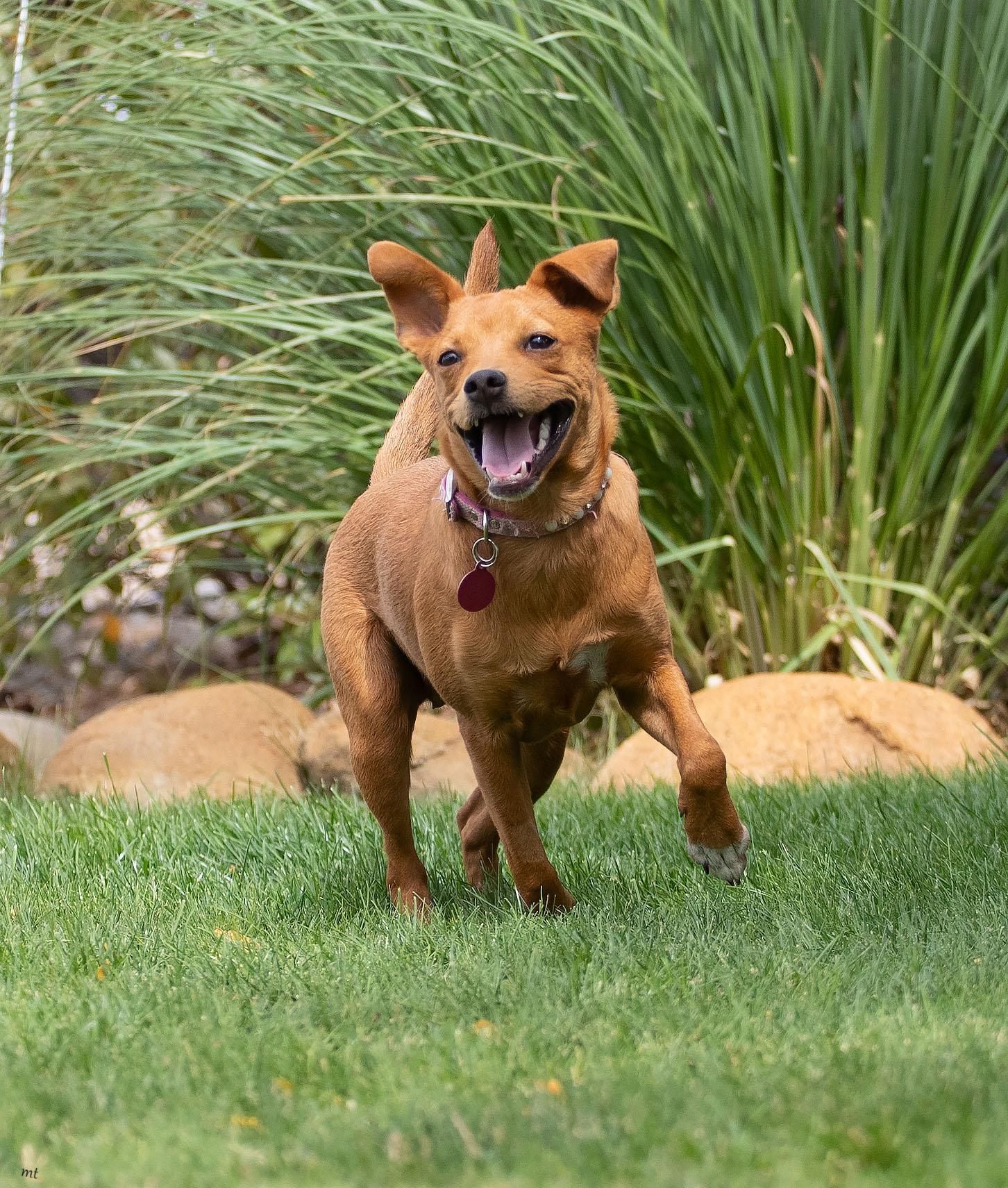 Noomi, a ADOPTABLE mixed breed in Washoe Valley, NV image 4/5