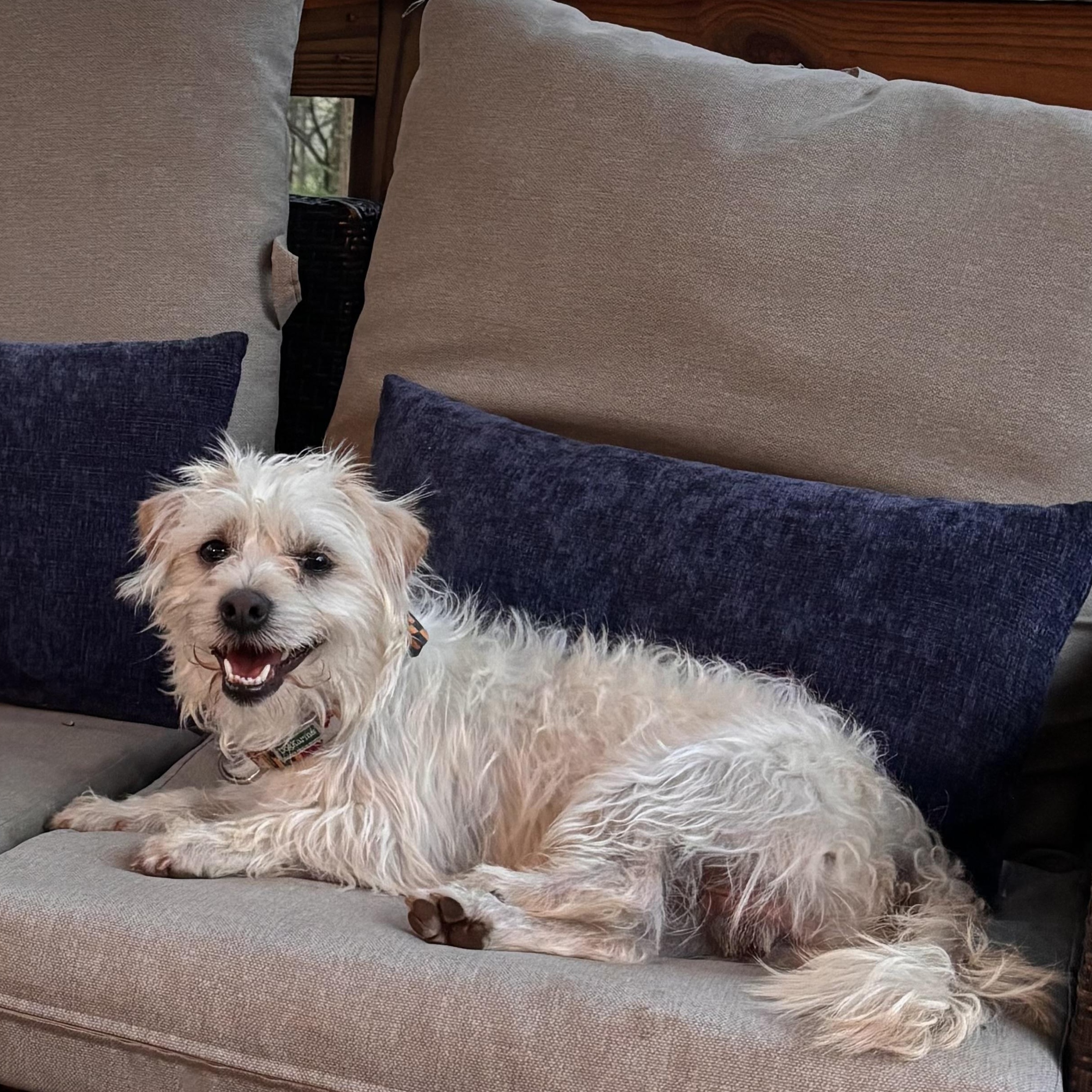 Enlarge Lee, a Adoptable mixed breed in Columbia, MD image 4/5