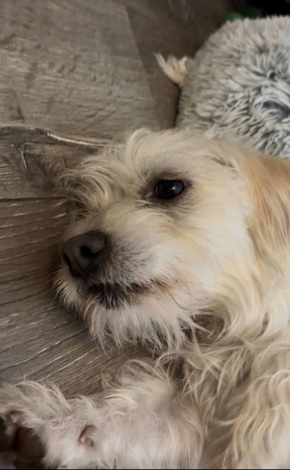 Enlarge Lee, a Adoptable mixed breed in Columbia, MD image 2/5