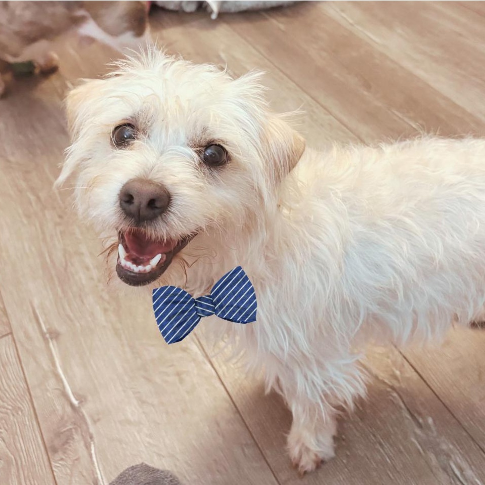 Lee, Adoptable, Young Male Terrier & Maltipoo.