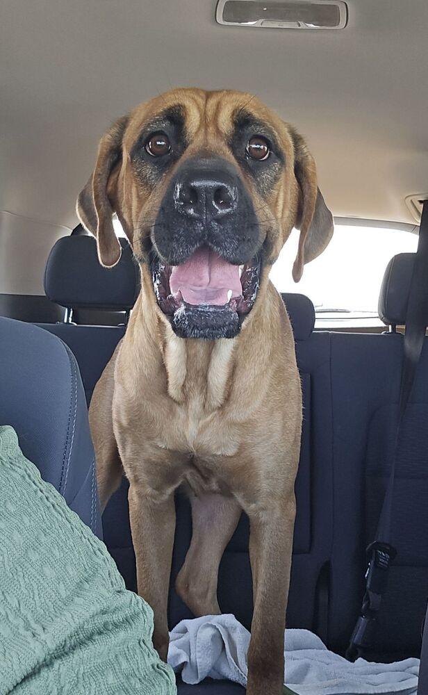Tillie, Adoptable, Adult Female Cane Corso.