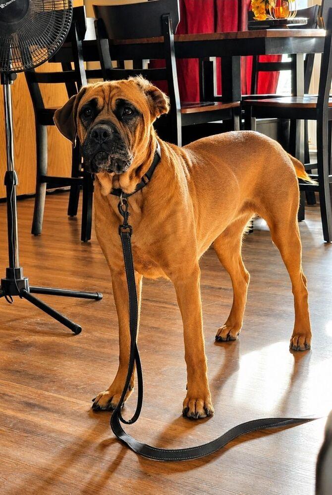 Tillie, a Adoptable Cane Corso in Oswego, IL image 2/5