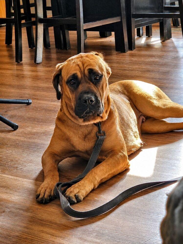 Tillie, a Adoptable Cane Corso in Oswego, IL image 3/5