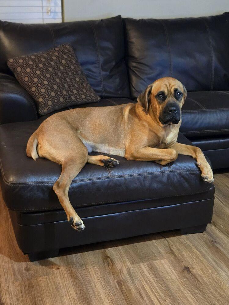 Tillie, a Adoptable Cane Corso in Oswego, IL image 4/5