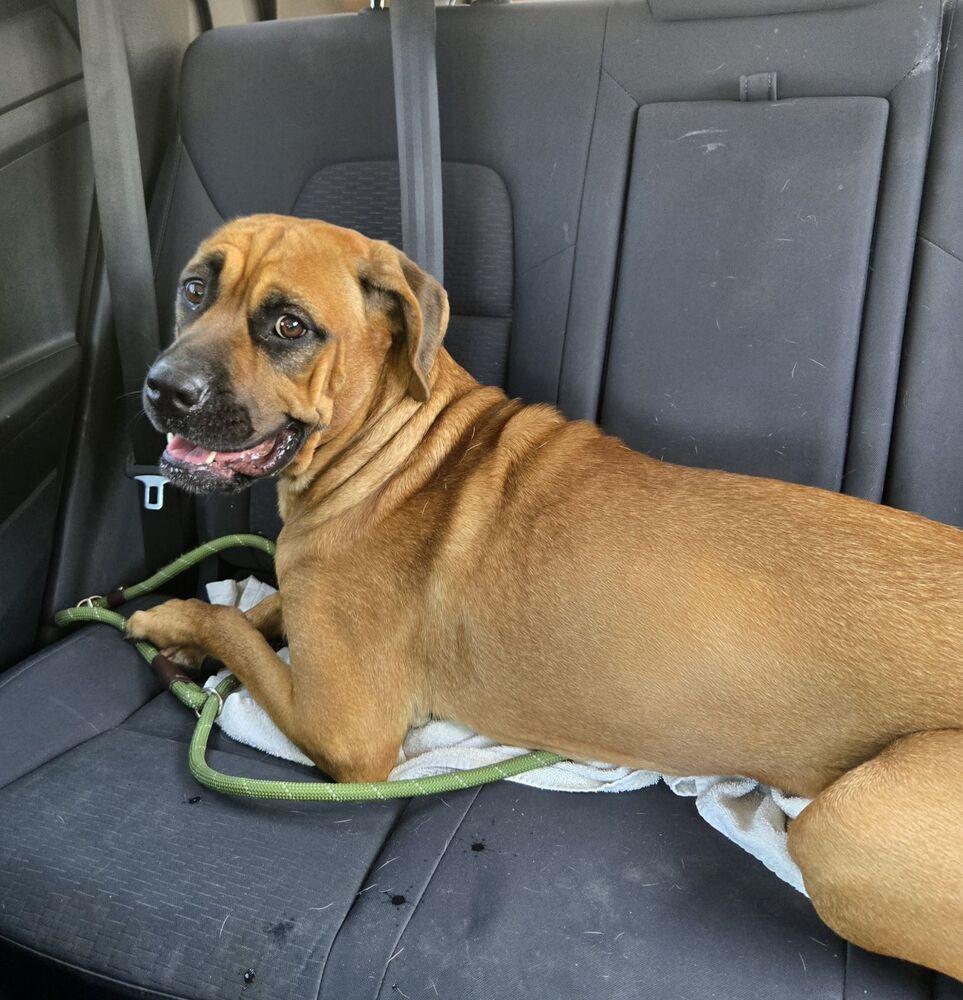 Tillie, a Adoptable Cane Corso in Oswego, IL image 5/5