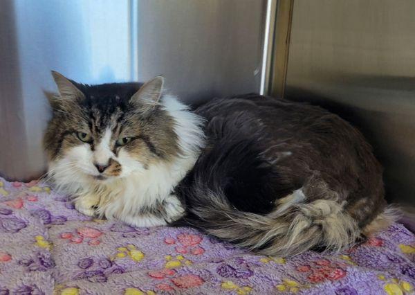 Gunther, Adoptable, Senior Male Domestic Long Hair.